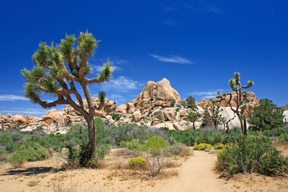 trees in joshua tree national park