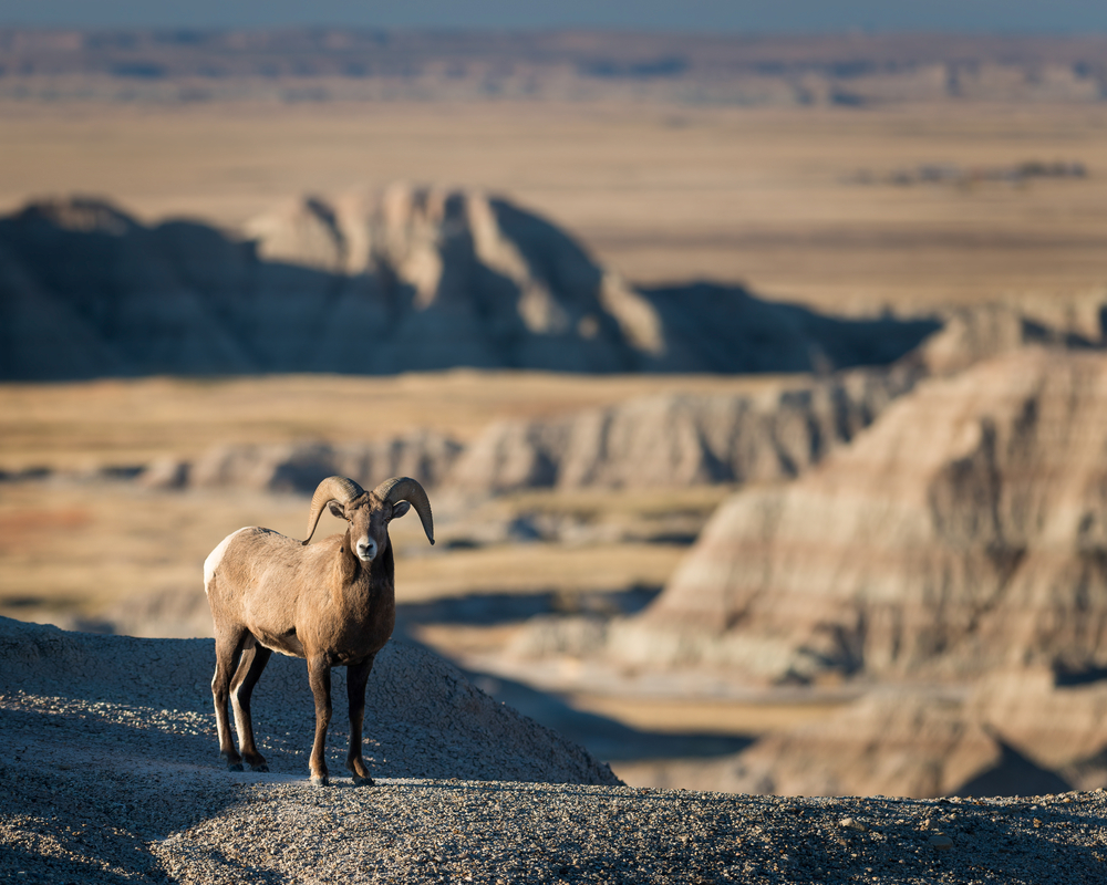 a ram at badlands national park