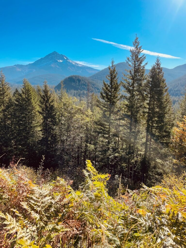 Fall foliage in the PNW