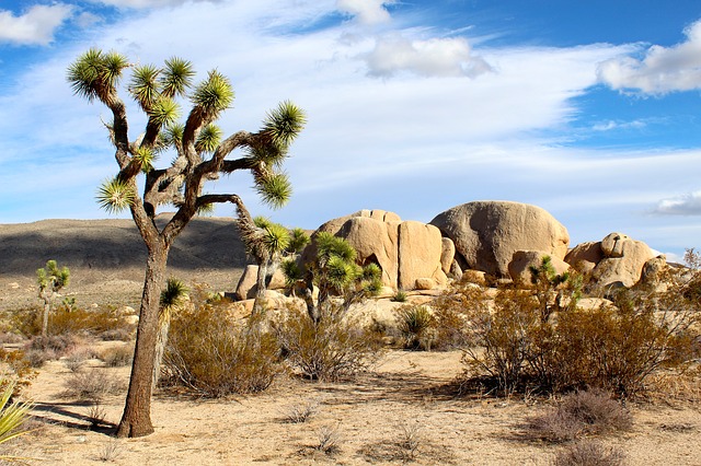 Joshua trees at the national park