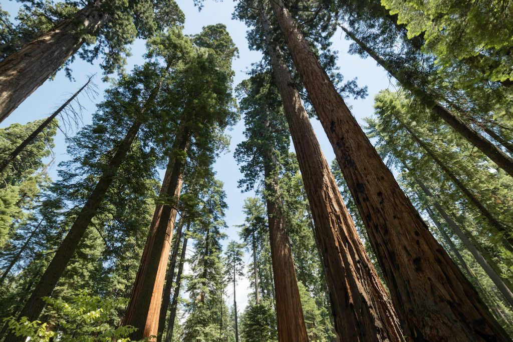 Calaveras Big Trees State Park