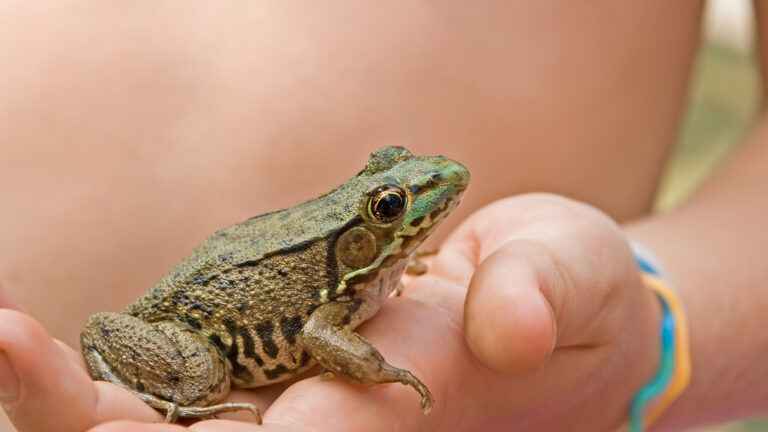 Child Holding a Frog