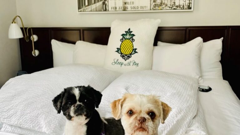 two small shih tzu dogs sit on a bed