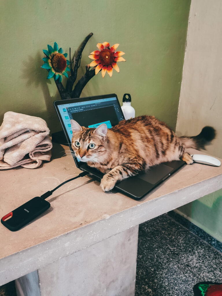 Cat lays on the keyboard of an open laptop