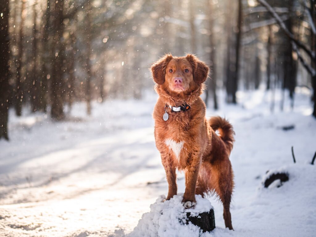 Dog on rock in snow