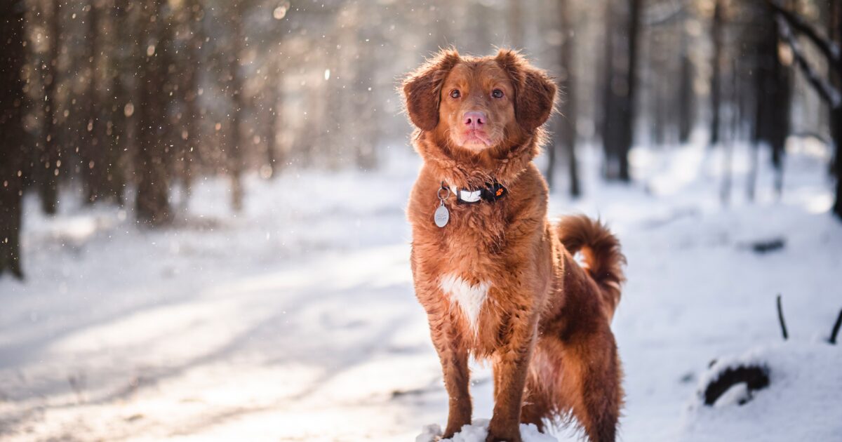 Dog on rock in snow
