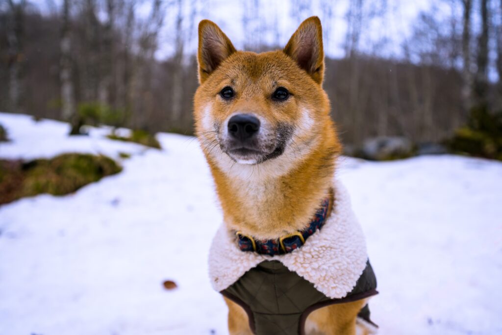 Dog wearing a jacket