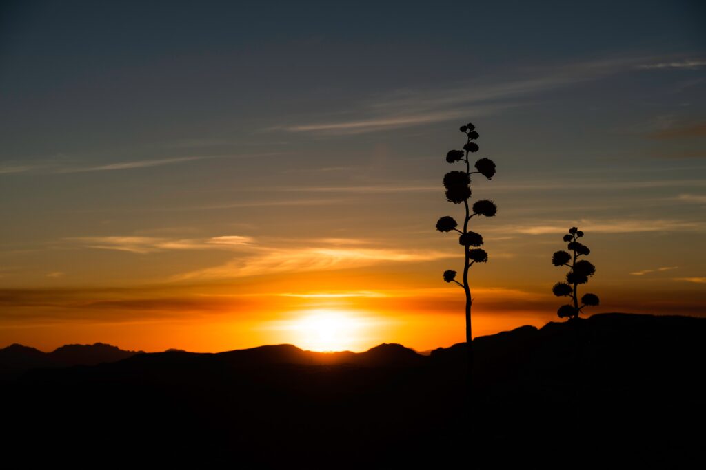 Tonto National Forest