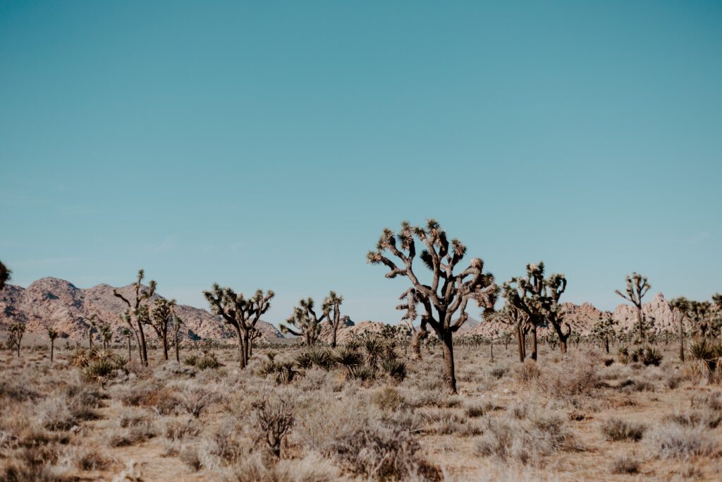 Joshua Tree National Park