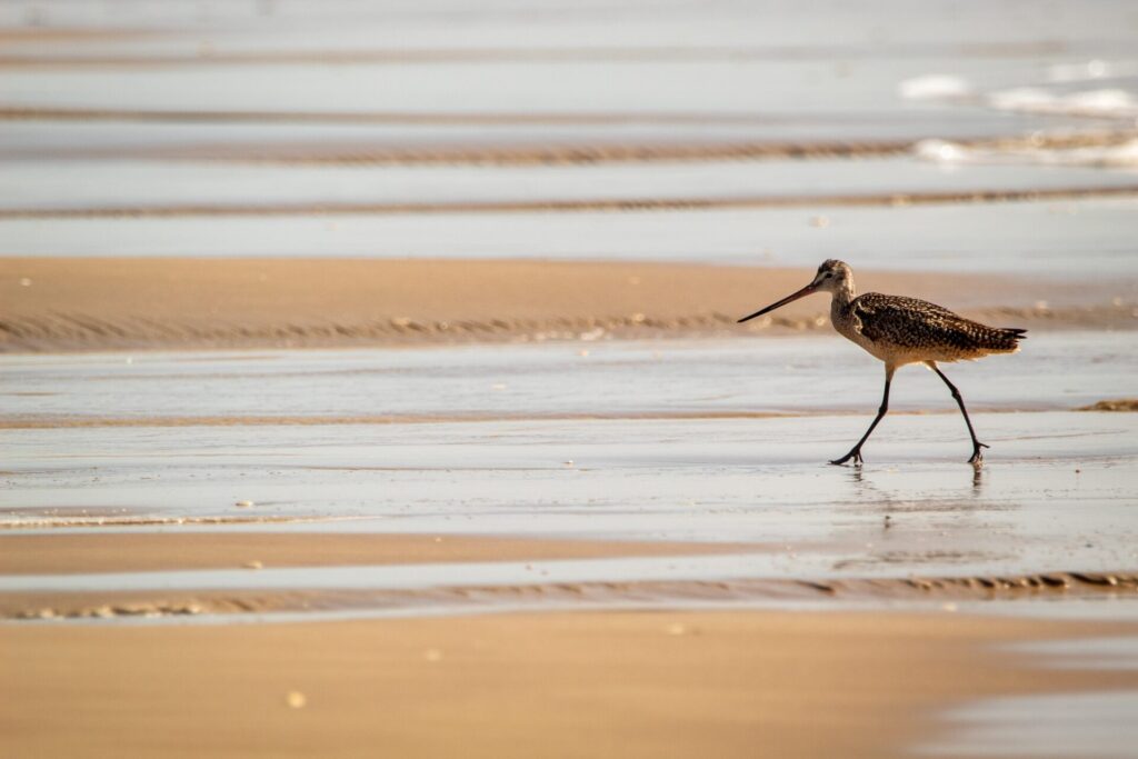 Bird at South Padre Island National Seashore