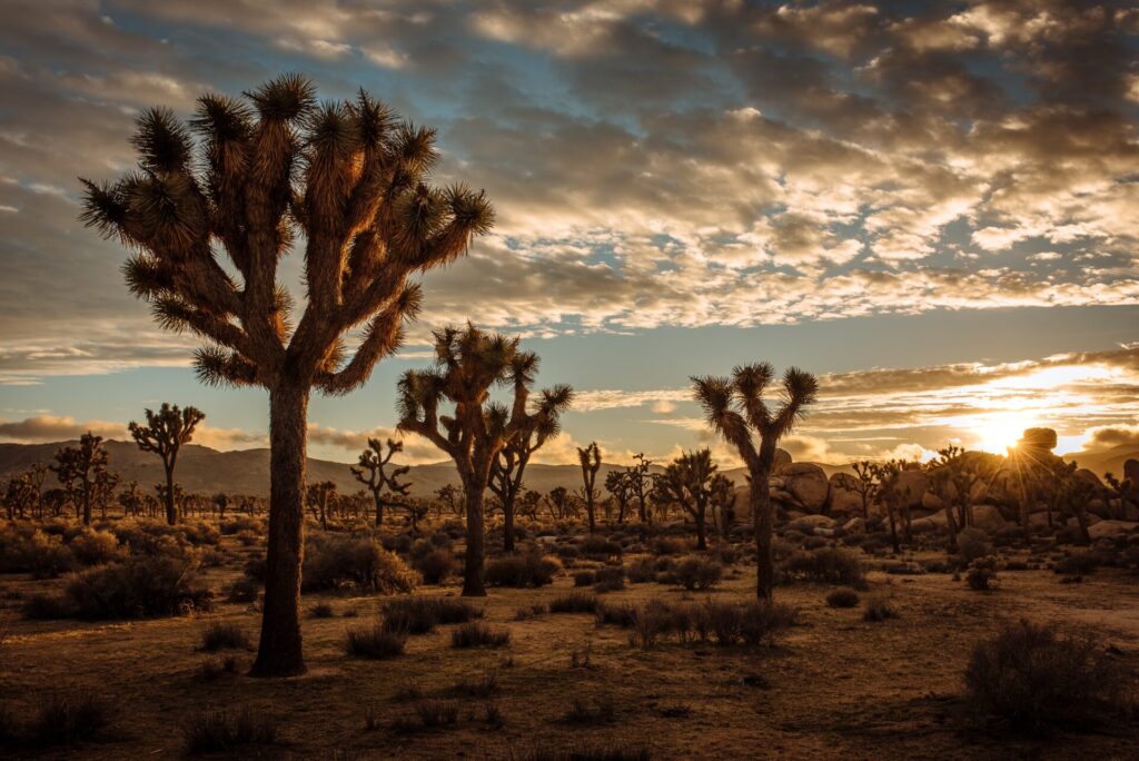 Weekend trips near Las Vegas: Joshua Tree National Park