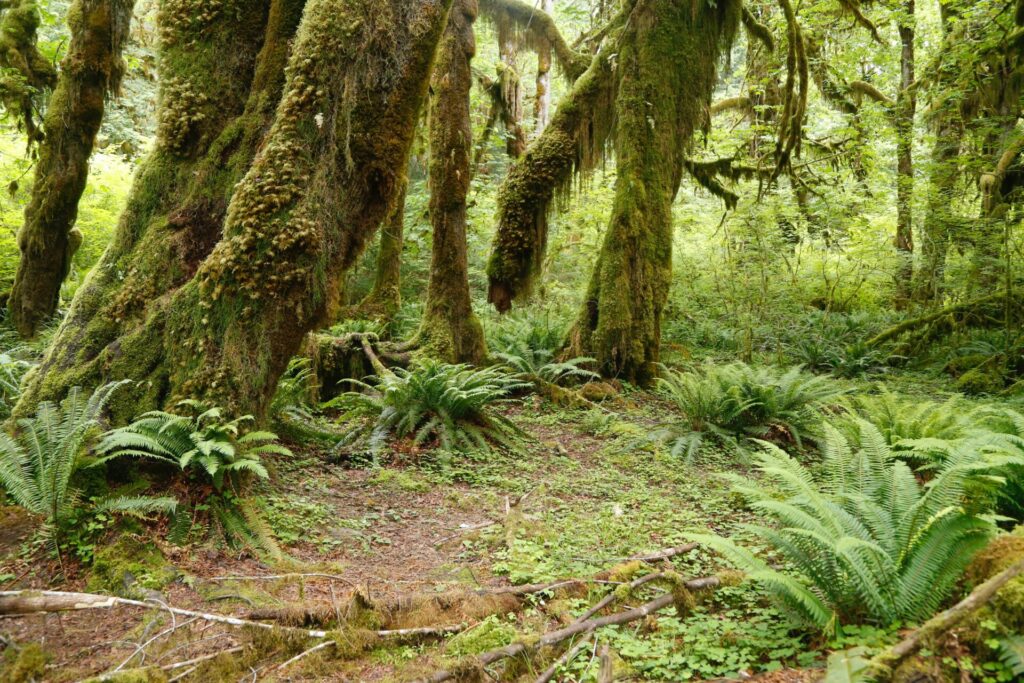 Olympic National Park