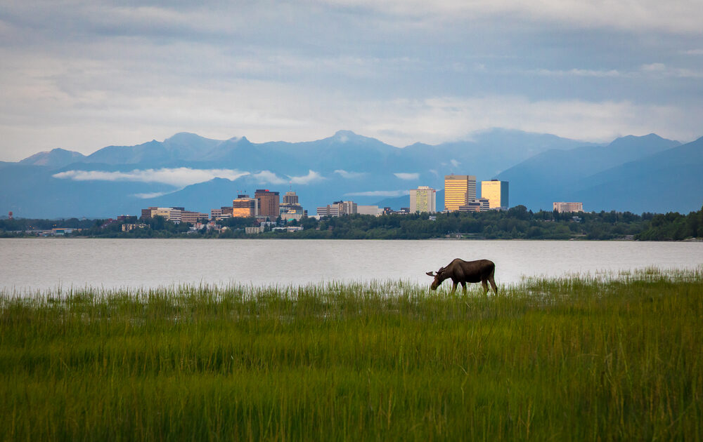 a moose grazing in front of Anchorage cityscape