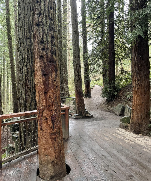 Hoyt Arboretum Trails