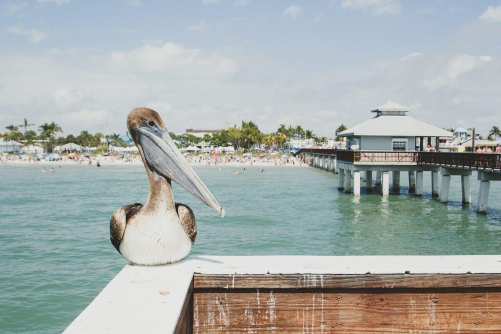 Bird on pier in Fort Myers