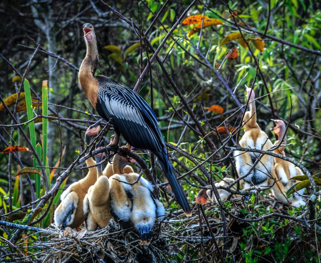 Birds at Everglades National Park