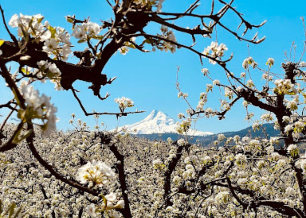 oregon blossom 