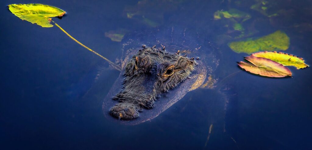 Gator in Everglades National Park