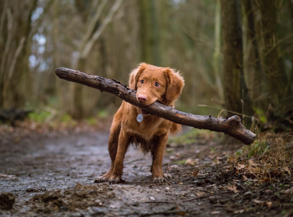 Dog on a hiking trail