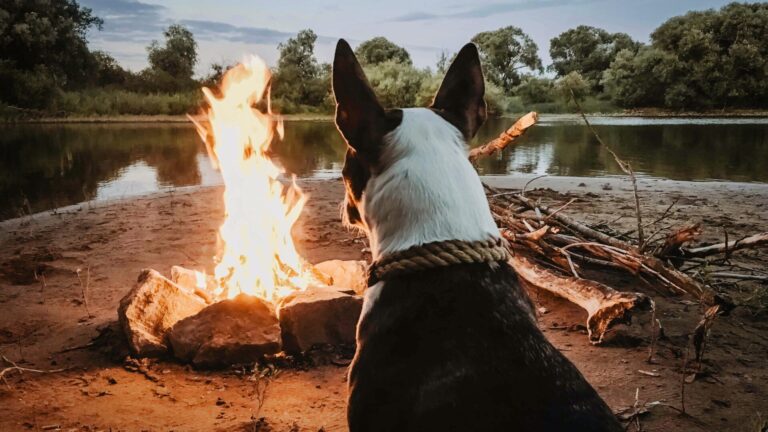 Dog sitting in front of a campfire