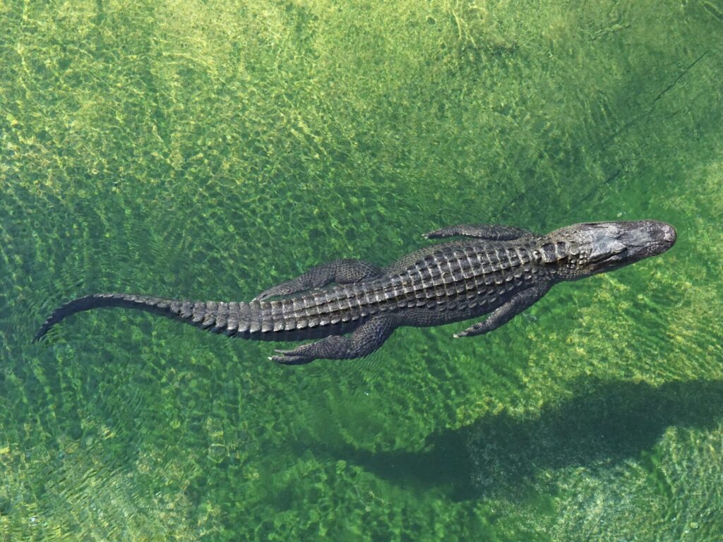 Alligator in Florida