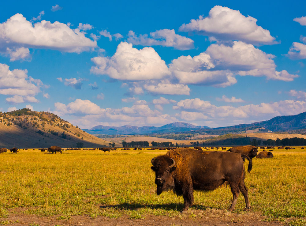 Bison at Yellowstone National Park