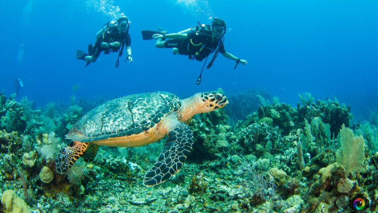couple diving with sea turtle