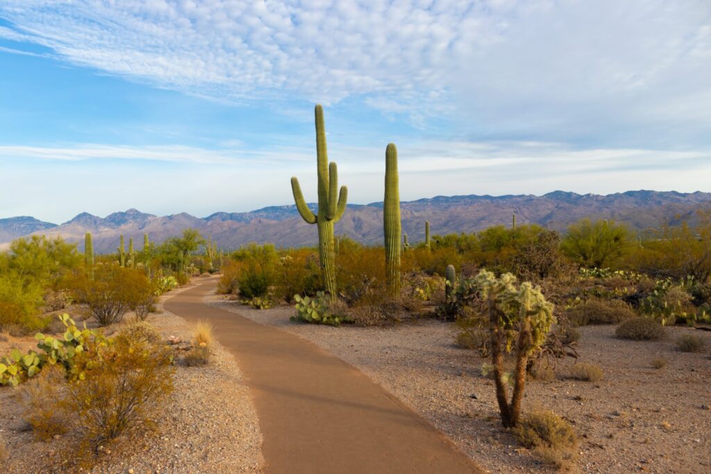 Saguaro National Park in Arizona