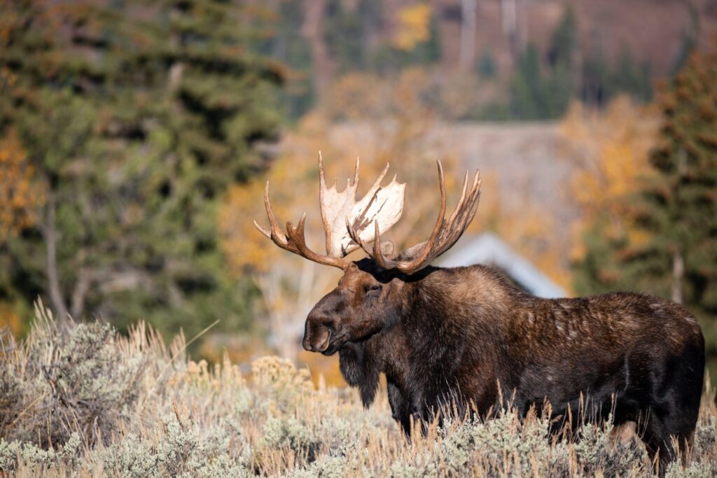 moose eating on a field