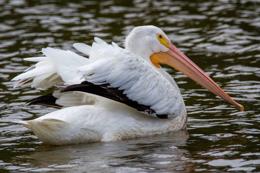 white pellican wildlife