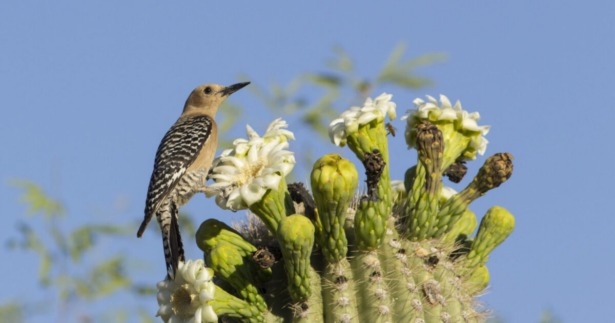 bird on top of saguaro in phoenix