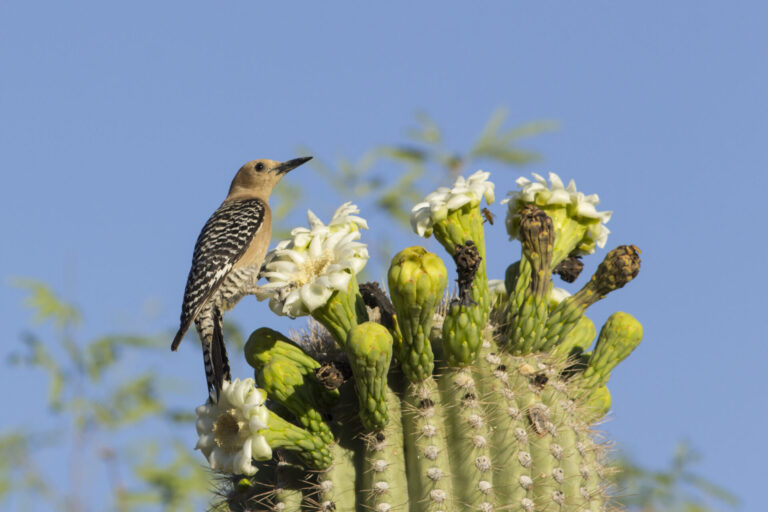 bird on top of saguaro in phoenix