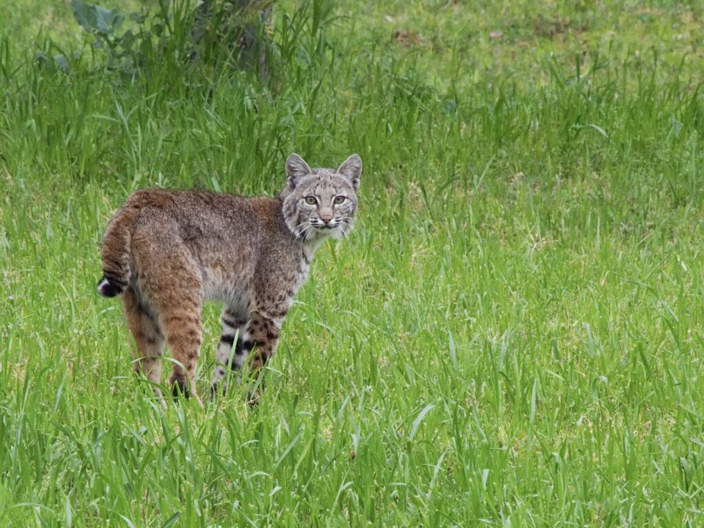 Bobcat