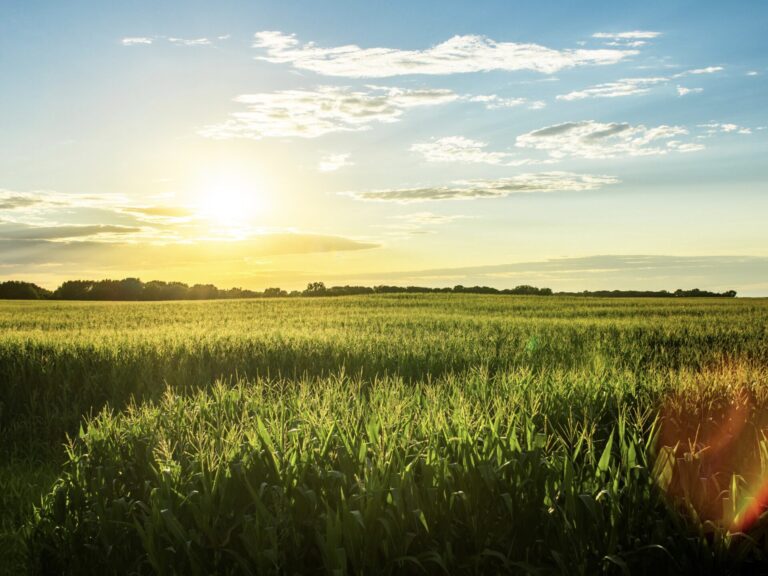 Beautiful view of a lush green field while RV camping in Iowa