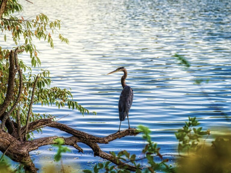 Beautiful view of water and bird while RV camping in Maryland