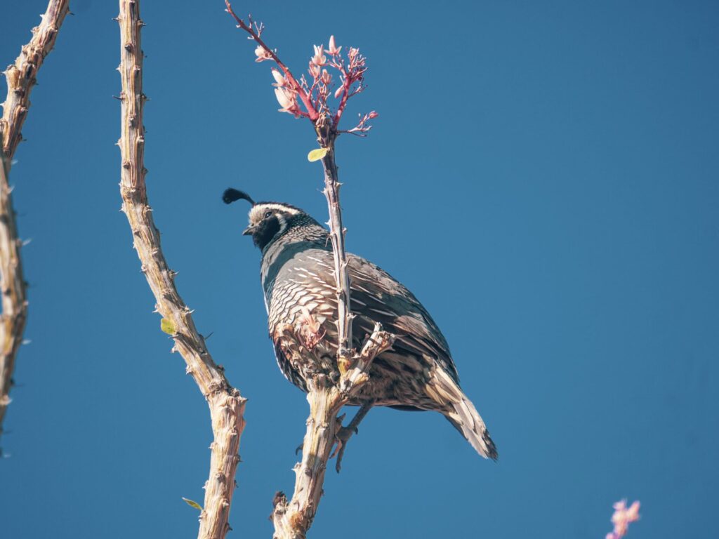 Bird in a tree in San Diego, and awesome part of wildlife watching in San Diego