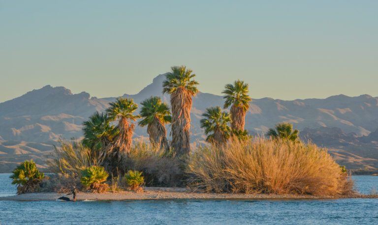 Lake Havasu National Wildlife Refuge on the Colorado River in Mohave County, Arizona USA