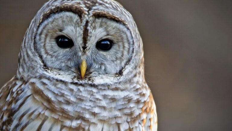 Barred owl: these owls call the Great Trinity Forest Home