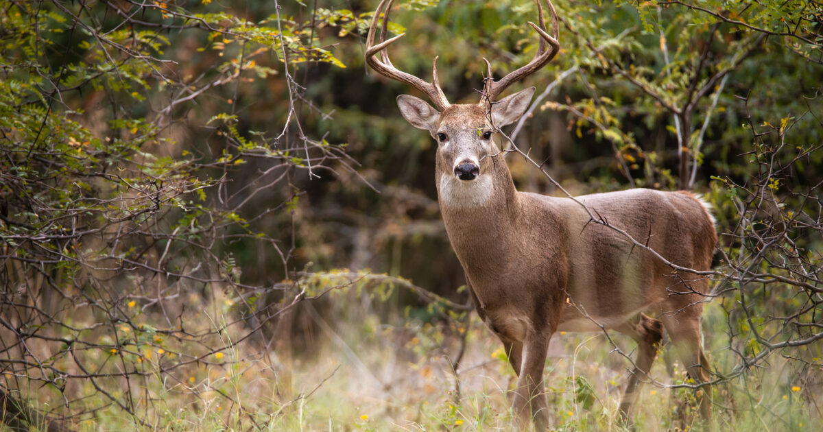 White-tailed Deer, a buck, in the autumn woods during rut season in Texas.