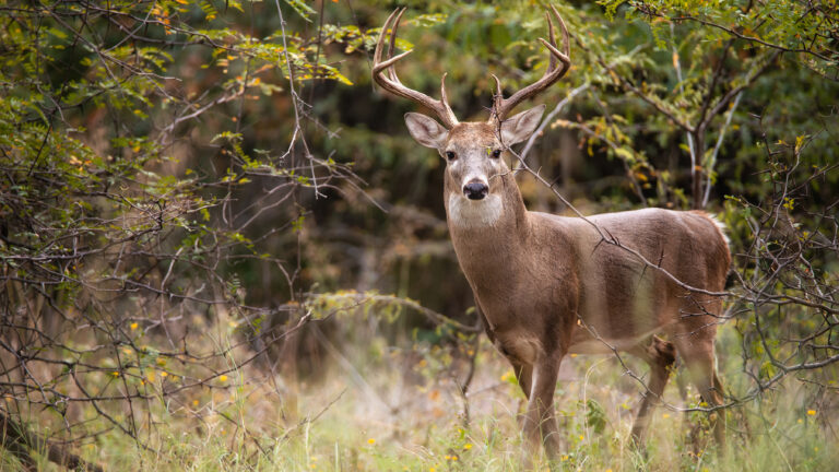 White-tailed Deer, a buck, in the autumn woods during rut season in Texas.