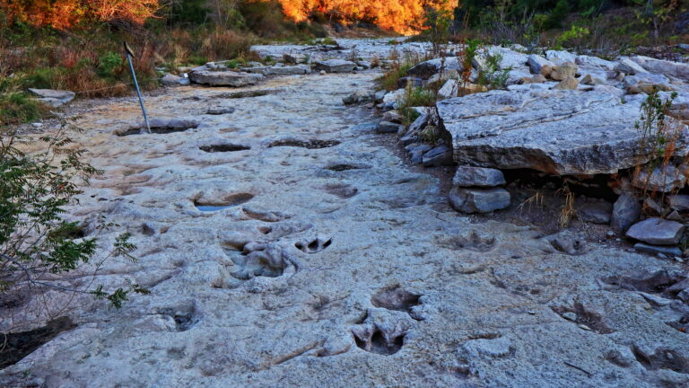 Fossilized dinosaur tracks line the dry Paluxy Riverbed in the Dinosaur Valley State Park near Glen Rose, Texas
