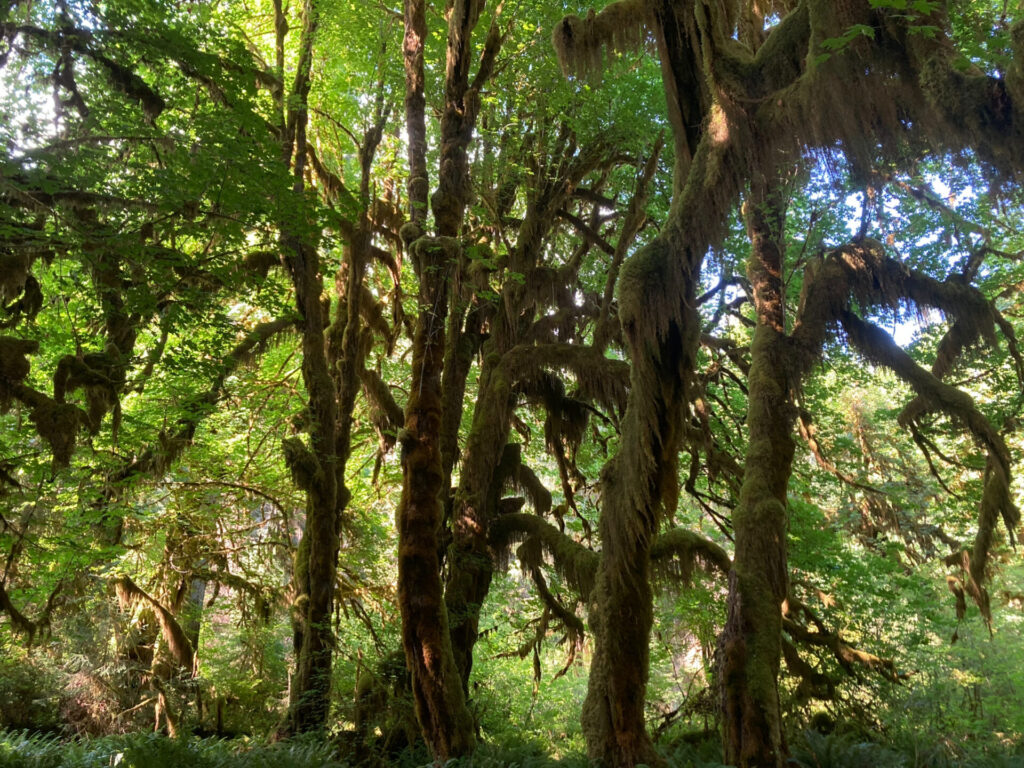 Moss covered trees in Hoh Rainforest