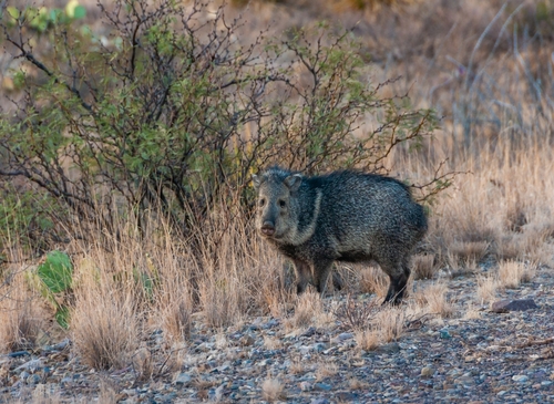 A pair of javelinas (Pecari tajacu) walk through the desert in Big Bend National Park, Texas