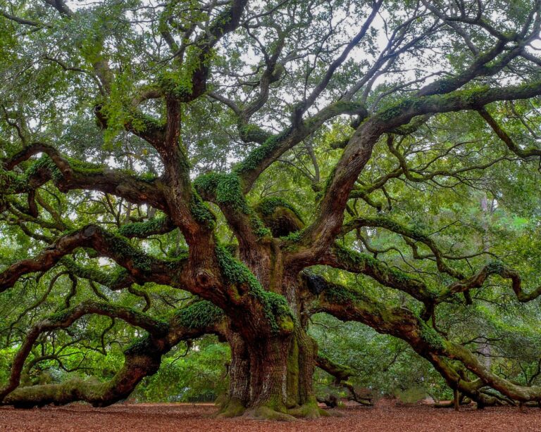 The famous Angel Oak tree in Charleston, SC, stretches its limbs in every direction.