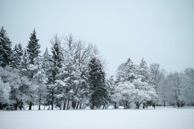 A winter wonderland with snow-covered trees in an Albany, NY, park.