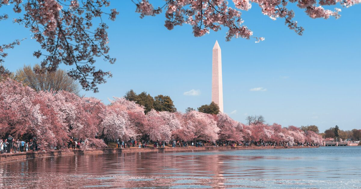 cherry blossoms in Washington D.C.