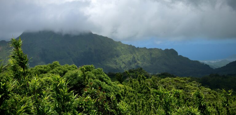 A lush green forest with a mountain in the background.