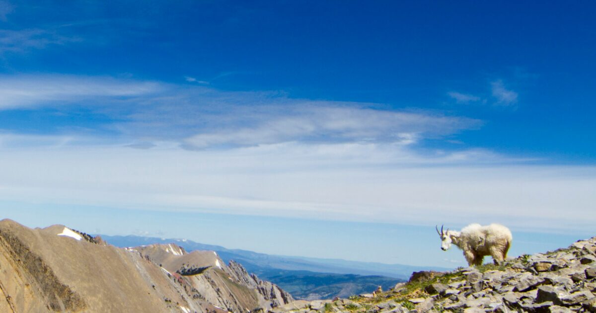 A white-and-brown goat stands on a rocky outcropping with mountains on the horizon