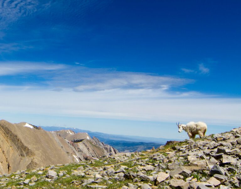 A white-and-brown goat stands on a rocky outcropping with mountains on the horizon