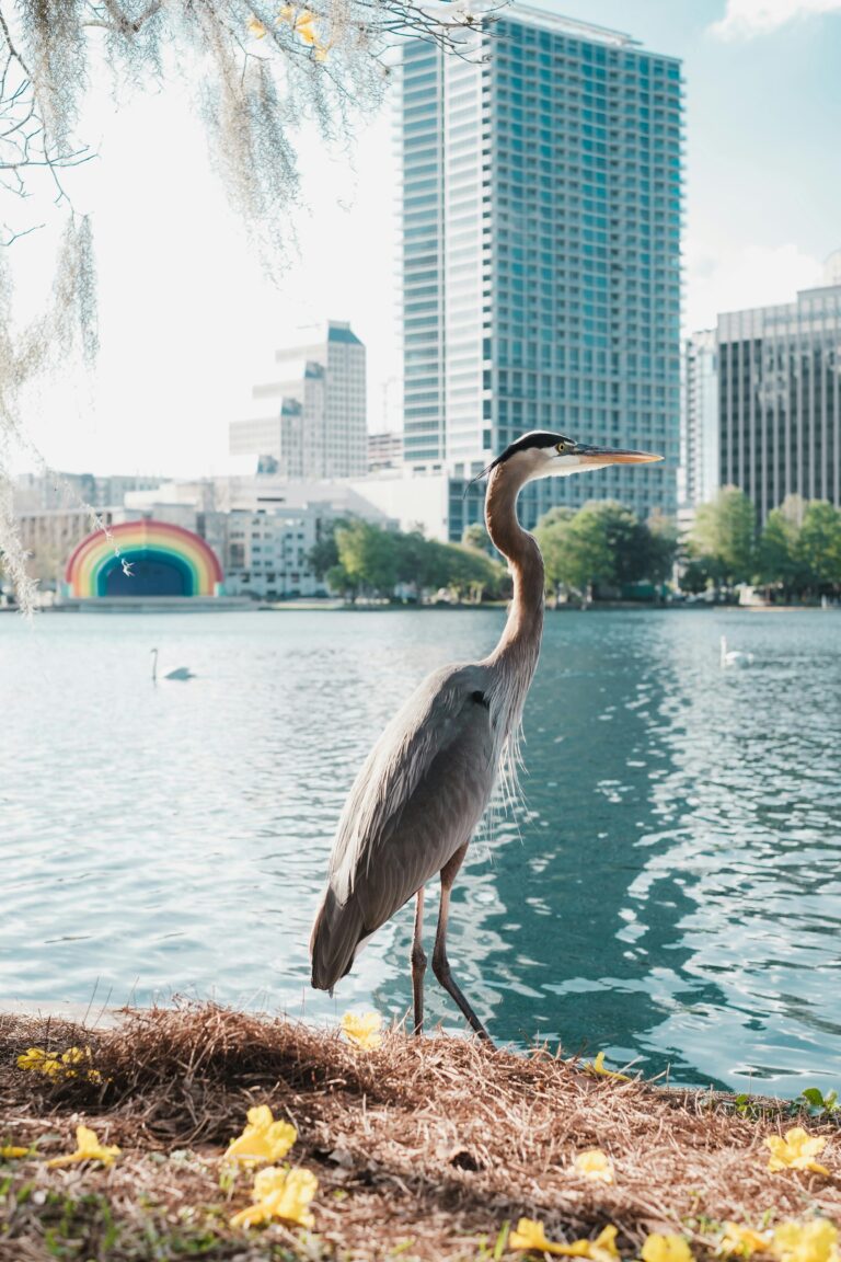 A heron perches on a lakeshore with Orlando buildings in the background